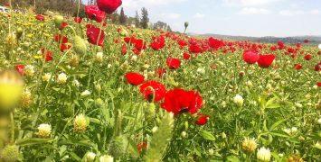 פריחה אביבית