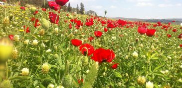 פריחה אביבית