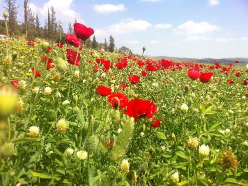 פריחה אביבית
