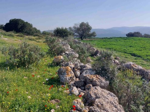 בין תלים ודפים בשפלה