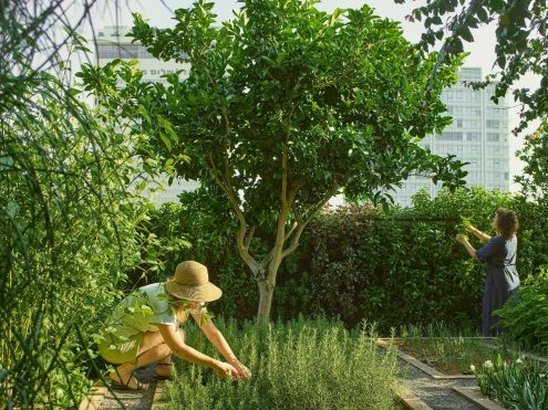 גינת הגג של מרכז אסיף, צילום: דן פרץ