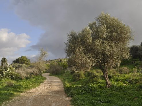 שביל אמאוס, צילום- Henri Gourinard